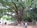 Big tree in Lal Bagh