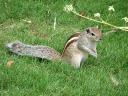 Squirrel in Lal Bagh