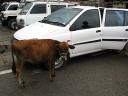 Cow and our car