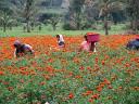 Flower pickers