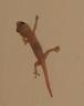 Lizard on bedroom wall