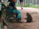 Monkeys begging
