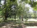 Cubbon Park