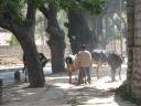 Cow herd near Bangalore Palace