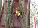 Monkey in bamboo