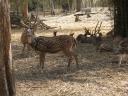 Deer park