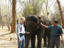 Petting an elephant