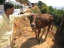 Saif petting a cow